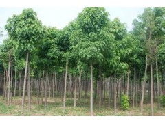 河南省太康縣國新苗木種植專業合作社 優質速生楸樹，規格齊全，大量供應