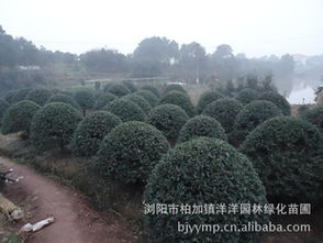精品綠化苗木枸骨球批發(fā)供應(yīng)指南 從瀏陽苗圃到農(nóng)苗網(wǎng)一站式采購